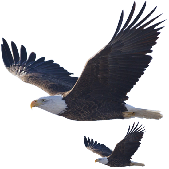eagle3