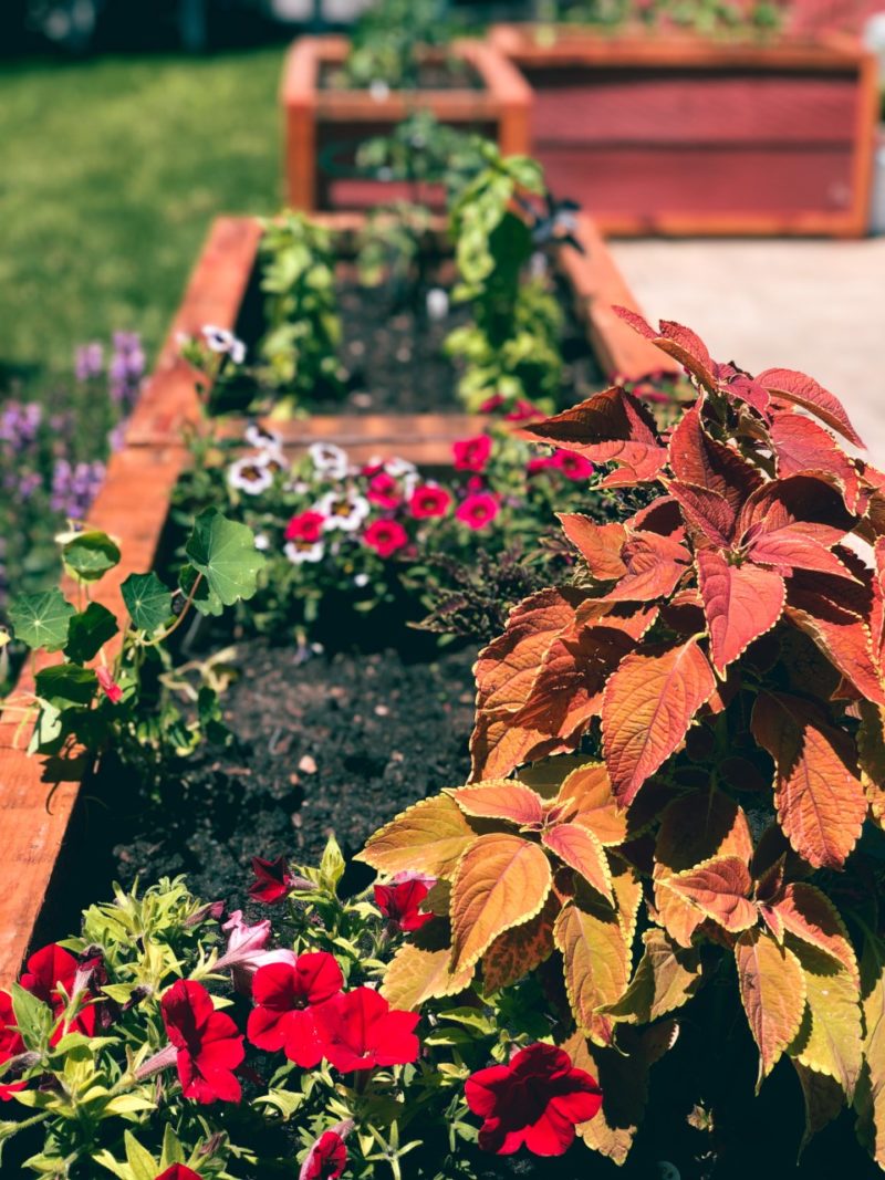 Rochester Resident Gardens! Damascus Way